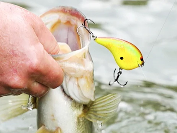 Strike King Hybrid Hunter Jr