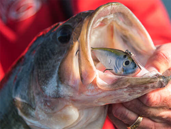 Strike King Red eye Shad