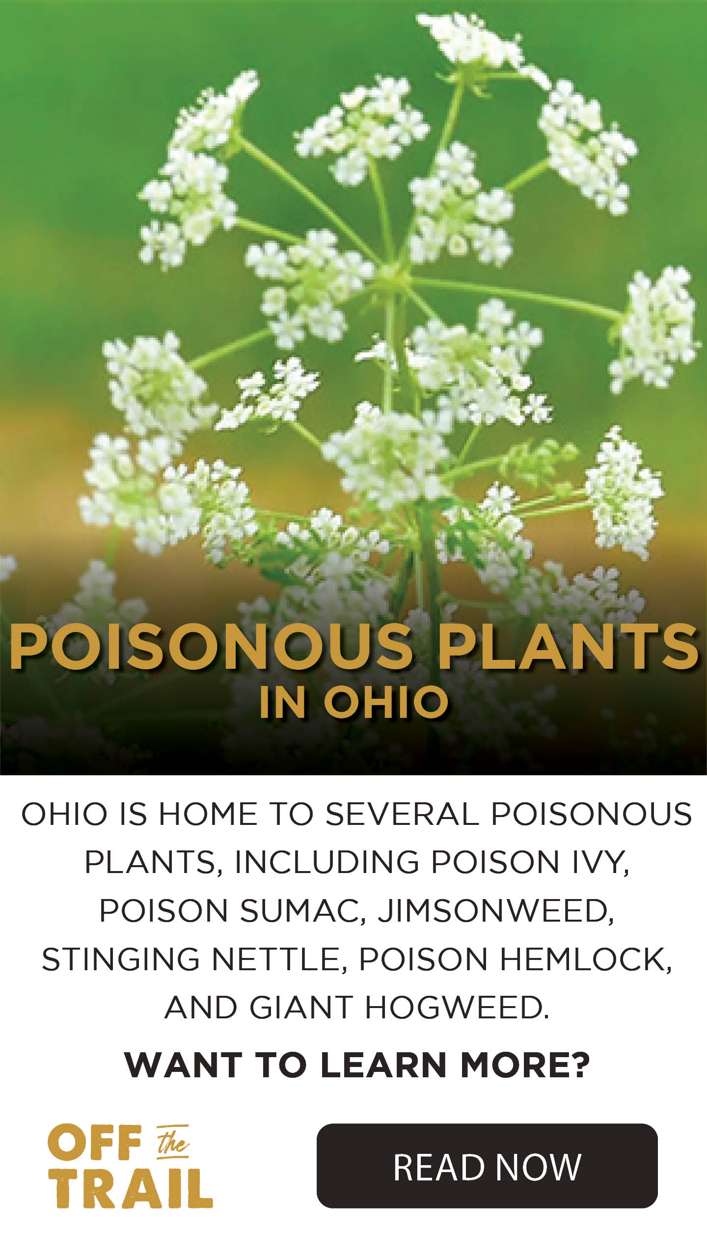 Off the Trail Blog - Poisonous Plants in Ohio
