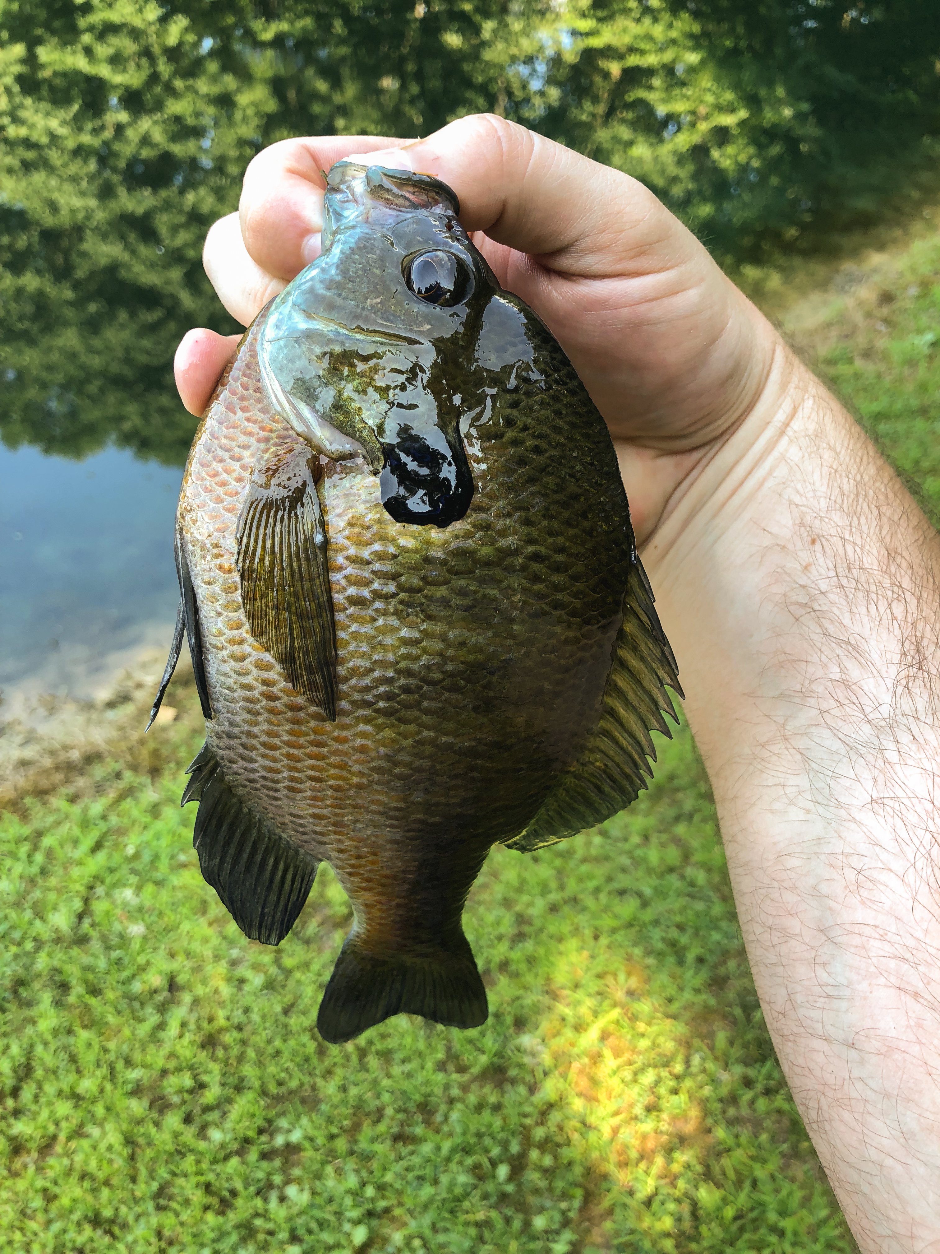 Bluegill