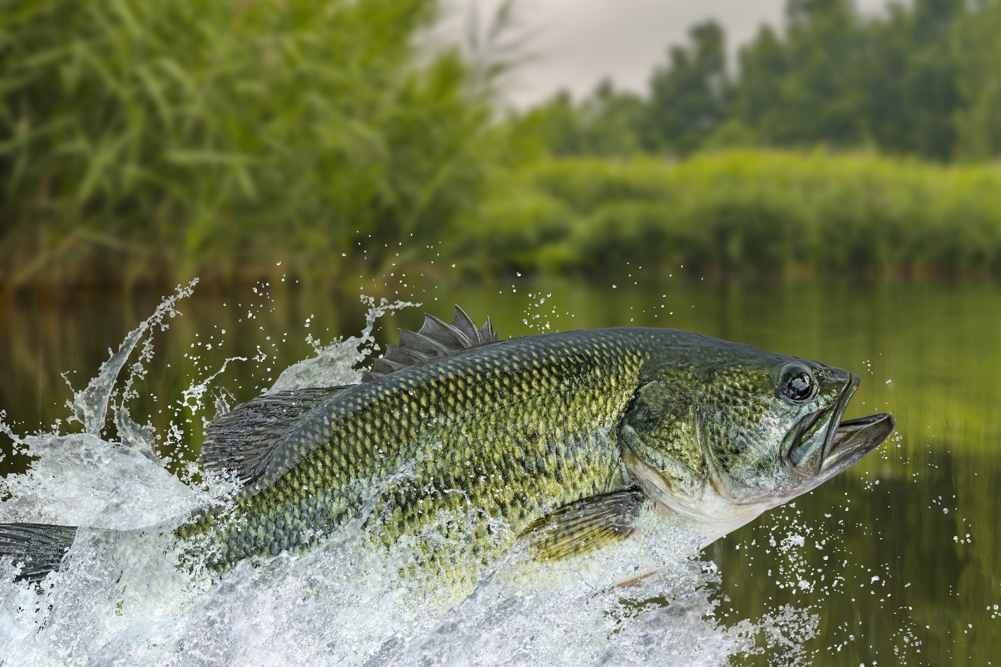 Largemouth Bass Off the Trail Blog Vance Outdoors hq pic