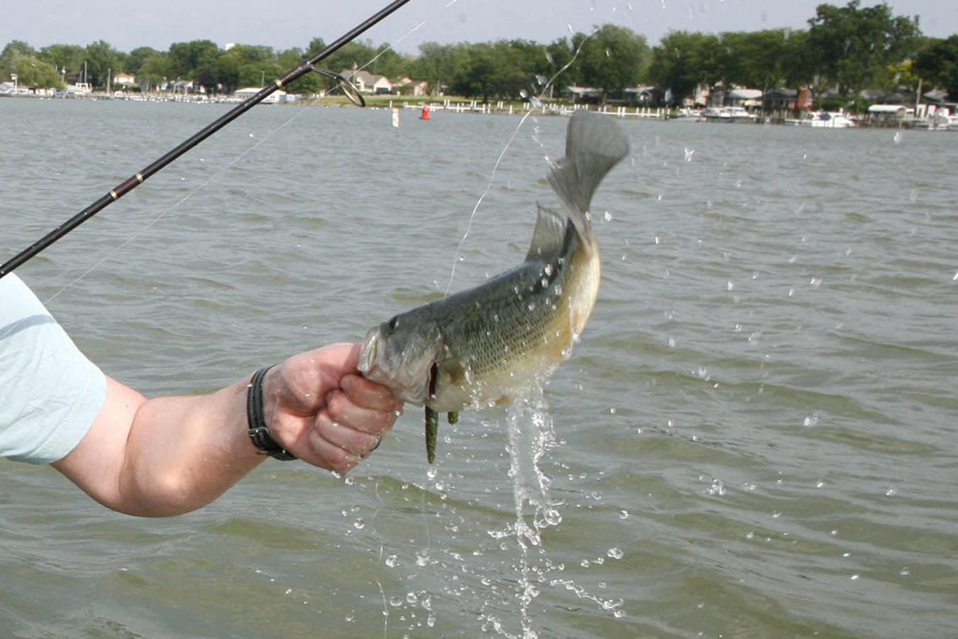 Largemouth Bass Off the Trail Blog Vance Outdoors photo