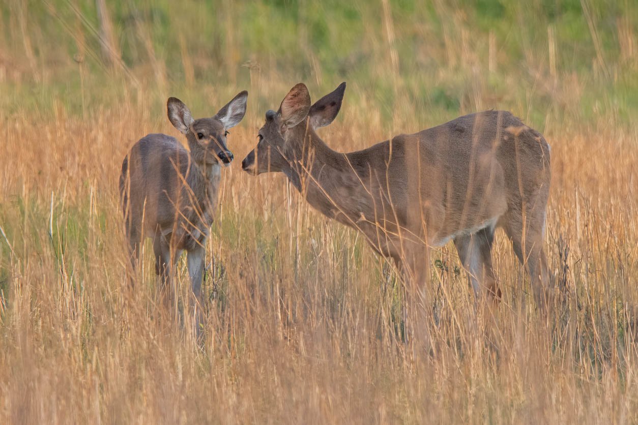 Deer in open field