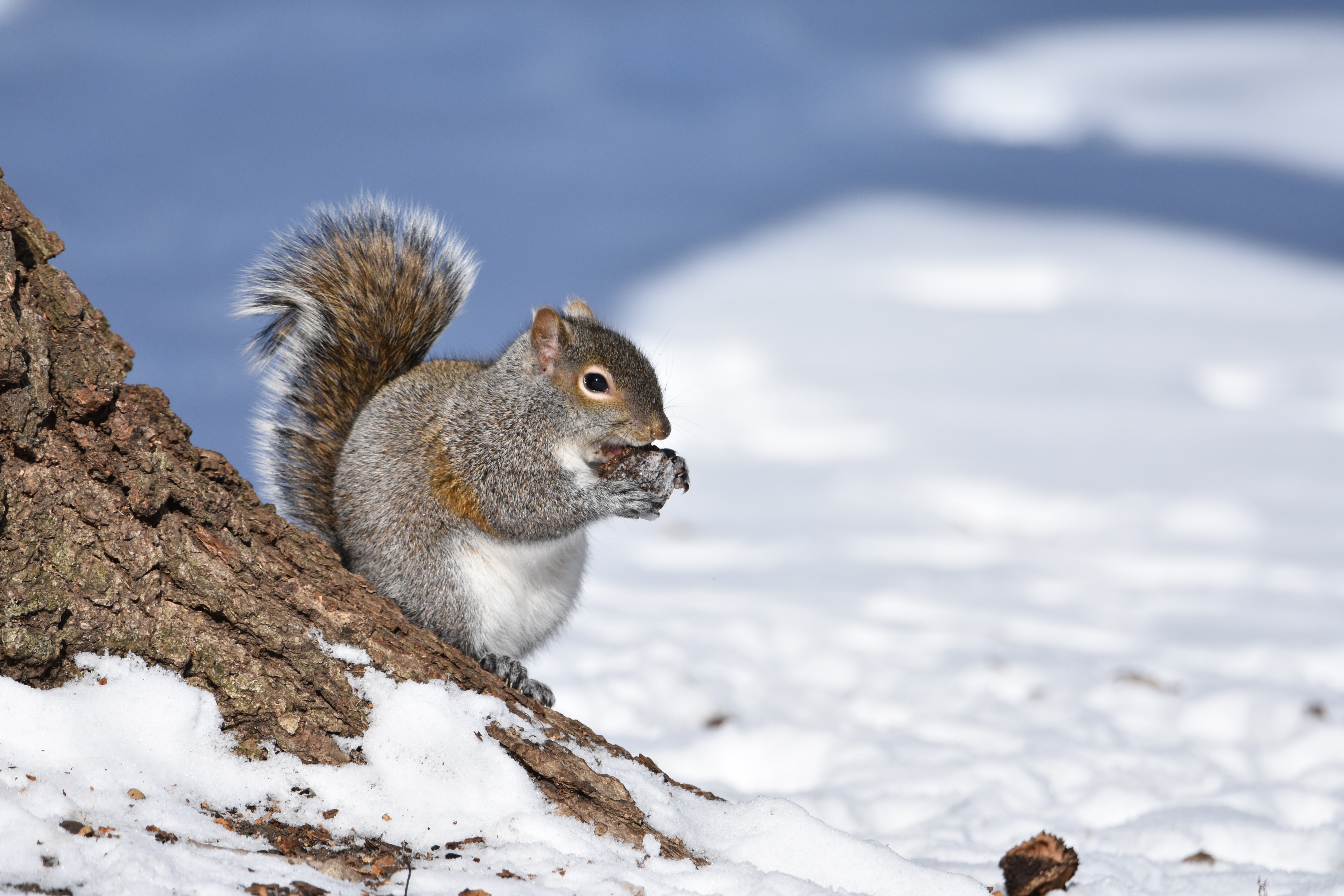 Grey Squirrel