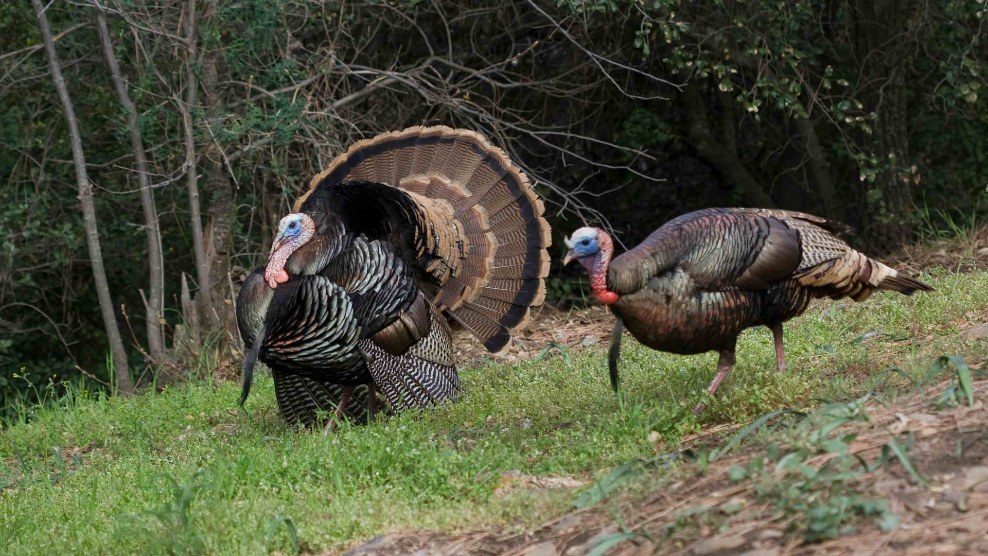 Turkeys in Field
